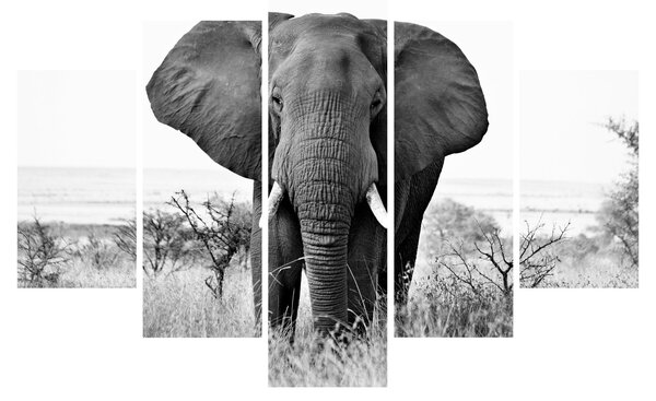 Obraz - Slon africký II. (150x105 cm)