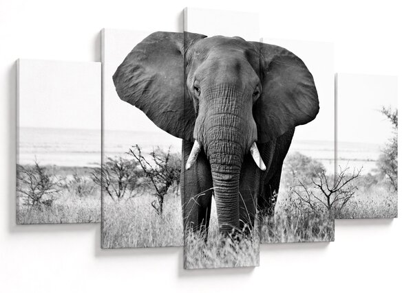 Obraz - Slon africký II. (150x105 cm)