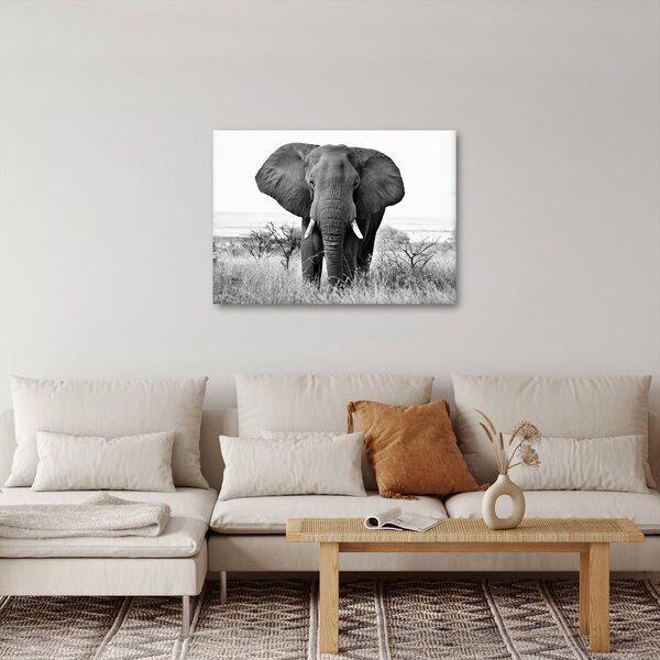 Obraz - Slon africký II. (70x50 cm)