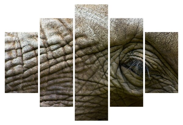 Obraz - Detailné fotografie starého slonieho oka (150x105 cm)