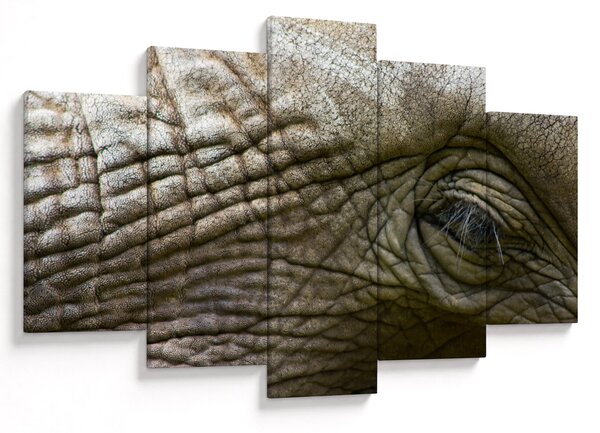 Obraz - Detailné fotografie starého slonieho oka (150x105 cm)