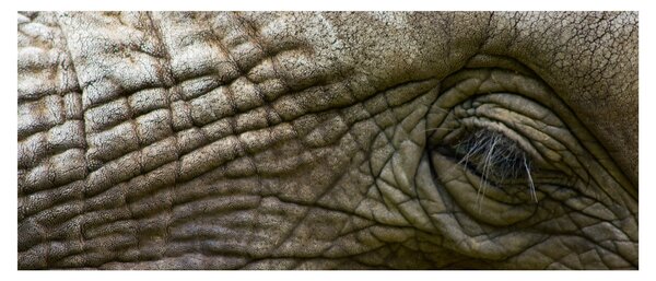 Obraz - Detailné fotografie starého slonieho oka (120x50 cm)