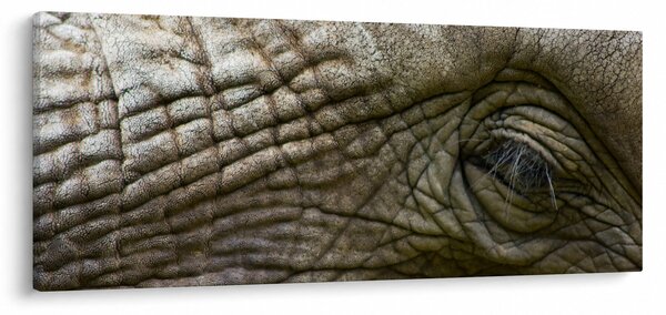 Obraz - Detailné fotografie starého slonieho oka (120x50 cm)