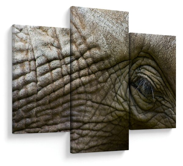 Obraz - Detailné fotografie starého slonieho oka (90x60 cm)
