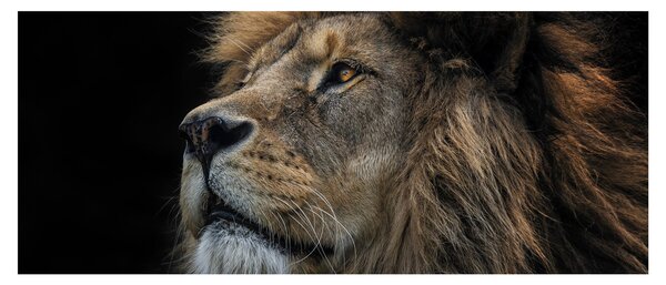 Obraz - Majestátny lev (120x50 cm)