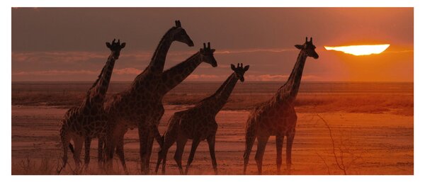 Obraz - Žirafy v africkej savane (120x50 cm)