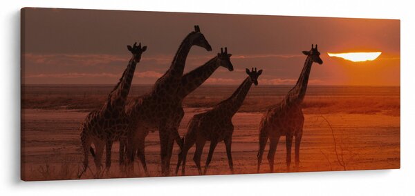 Obraz - Žirafy v africkej savane (120x50 cm)