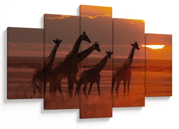 Obraz - Žirafy v africkej savane (150x105 cm)