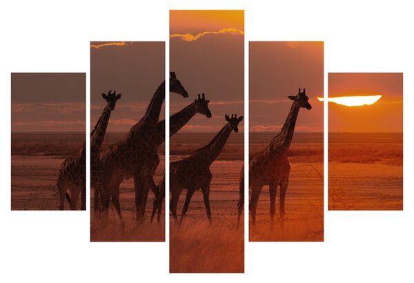 Obraz - Žirafy v africkej savane (150x105 cm)
