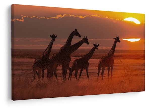 Obraz - Žirafy v africkej savane (90x60 cm)