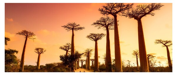 Obraz - Západ slnka v uličke Baobab (120x50 cm)