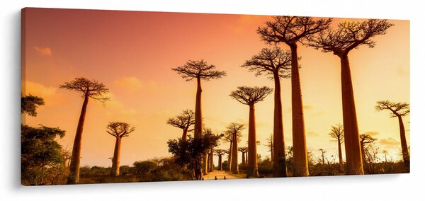 Obraz - Západ slnka v uličke Baobab (120x50 cm)