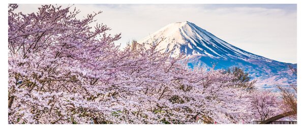 Obraz - Japonsko na jar (120x50 cm)