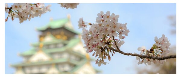 Obraz - Sakura (120x50 cm)