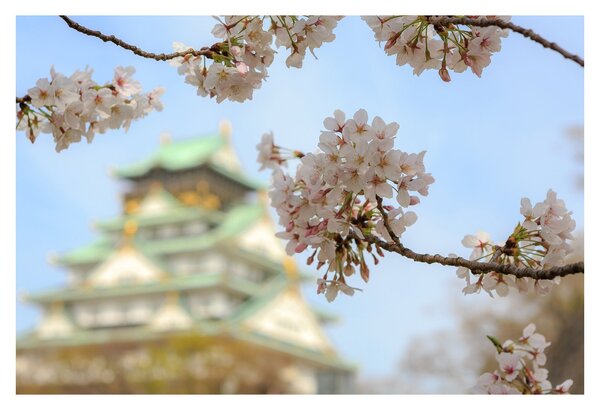 Obraz - Sakura (90x60 cm)