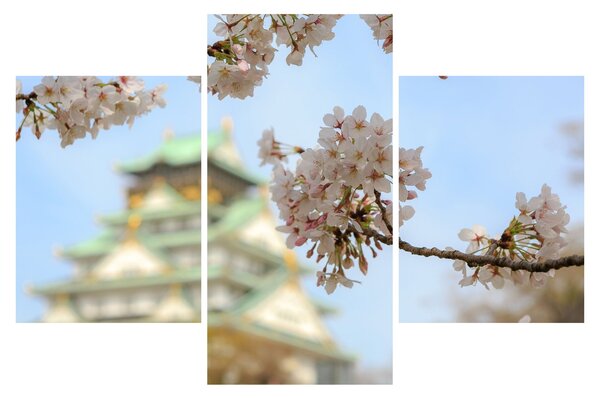 Obraz - Sakura (90x60 cm)