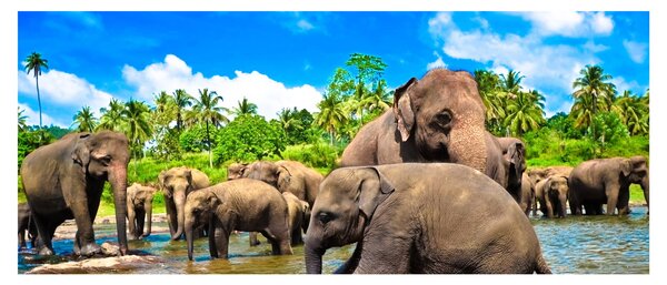 Obraz - Slony, Sri Lanka (120x50 cm)