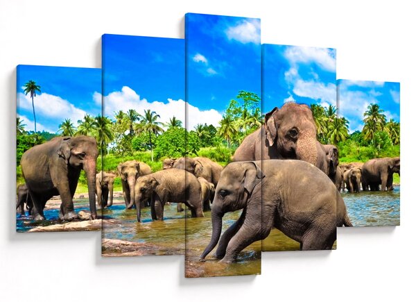 Obraz - Slony, Sri Lanka (150x105 cm)