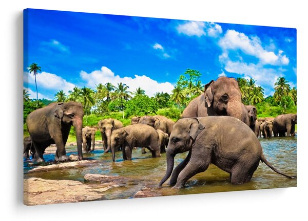 Obraz - Slony, Sri Lanka (90x60 cm)