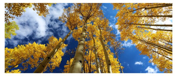 Obraz - Aspen (120x50 cm)
