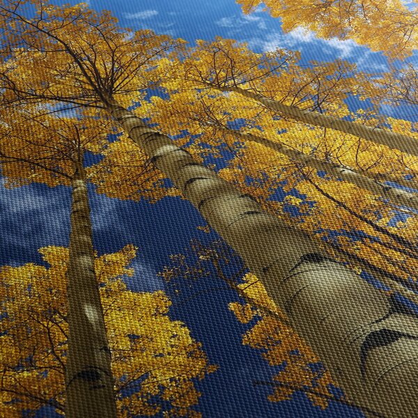 Obraz - Aspen (150x105 cm)