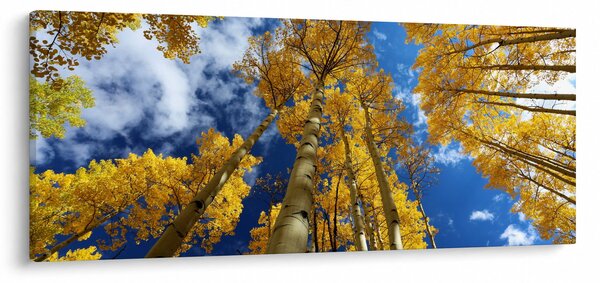 Obraz - Aspen (120x50 cm)