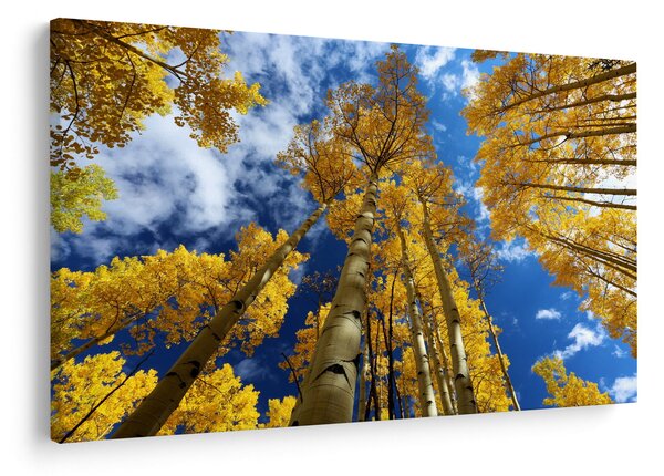 Obraz - Aspen (90x60 cm)