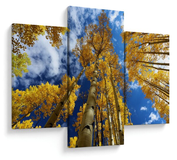 Obraz - Aspen (90x60 cm)