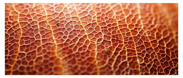 Obraz - Detail textúry (120x50 cm)