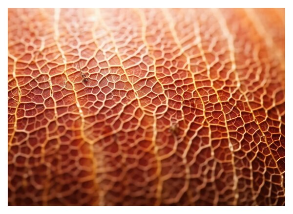 Obraz - Detail textúry (70x50 cm)