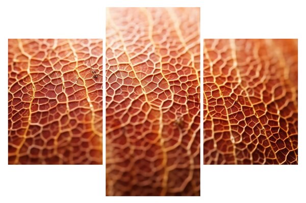 Obraz - Detail textúry (90x60 cm)