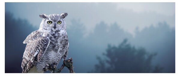 Obraz - Sova snežná (120x50 cm)