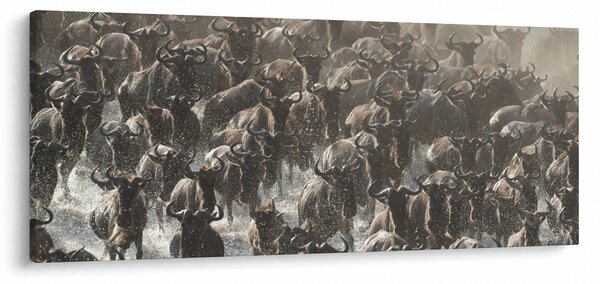 Obraz - Stádo pakoňov (120x50 cm)