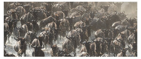 Obraz - Stádo pakoňov (120x50 cm)