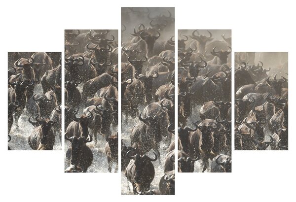 Obraz - Stádo pakoňov (150x105 cm)