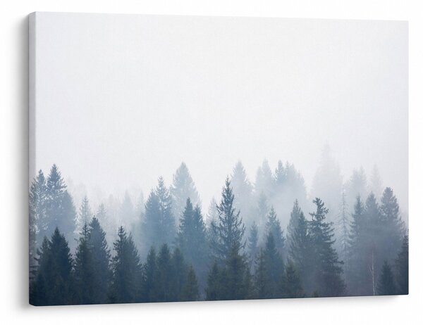 Obraz - Zahmlený les (70x50 cm)