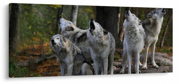 Obraz - Vlci na skale (120x50 cm)