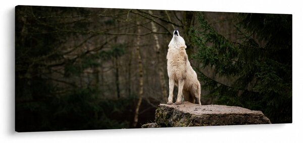 Obraz - Vytie vlka (120x50 cm)