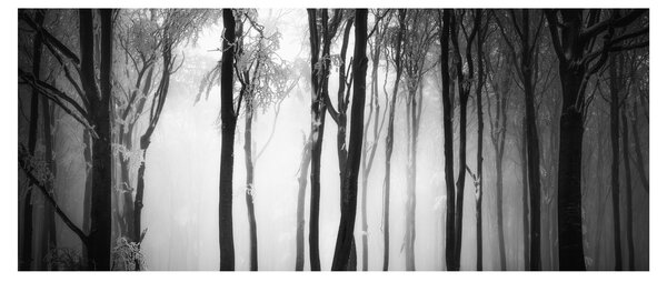 Obraz - Vlk v temnom lese (120x50 cm)