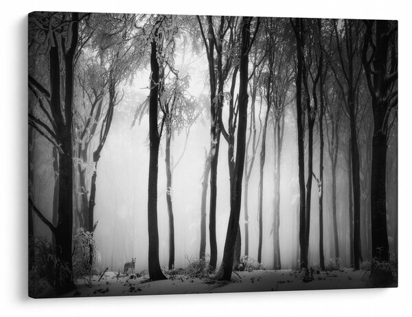 Obraz - Vlk v temnom lese (70x50 cm)