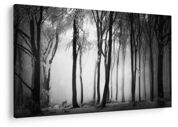 Obraz - Vlk v temnom lese (90x60 cm)