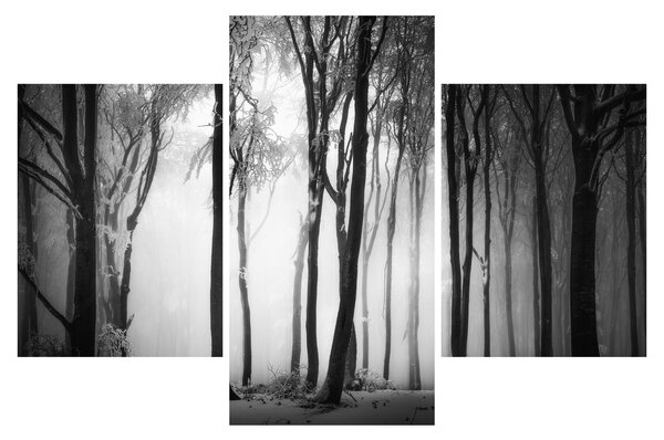 Obraz - Vlk v temnom lese (90x60 cm)