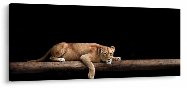 Obraz - Levice (120x50 cm)