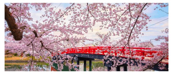 Obraz - Hirosaki, Japonsko (120x50 cm)