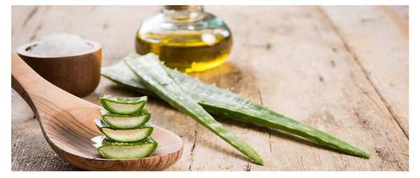 Obraz - Aloe vera (120x50 cm)