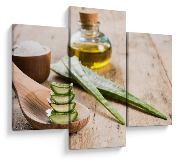 Obraz - Aloe vera (90x60 cm)