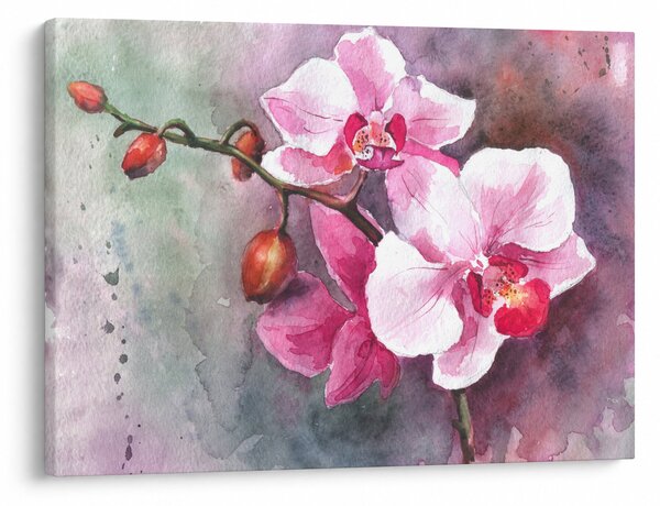 Obraz - Orchidey, aquarel (70x50 cm)
