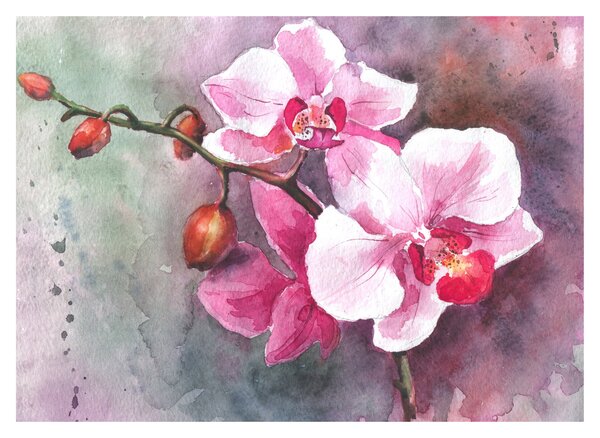 Obraz - Orchidey, aquarel (70x50 cm)