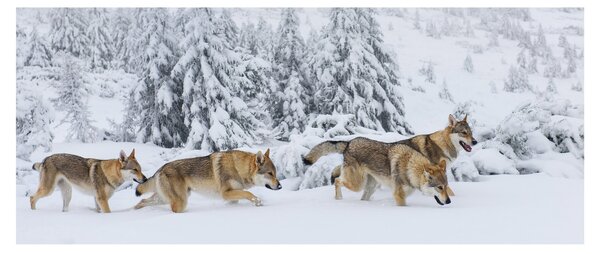Obraz - Vlci v horách (120x50 cm)