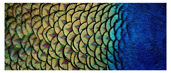 Obraz - Pávie perie (120x50 cm)